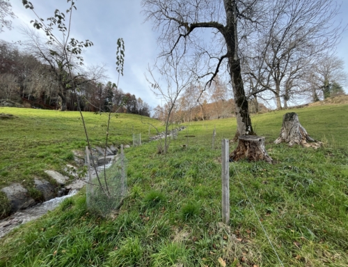 Revitalisation du Palon